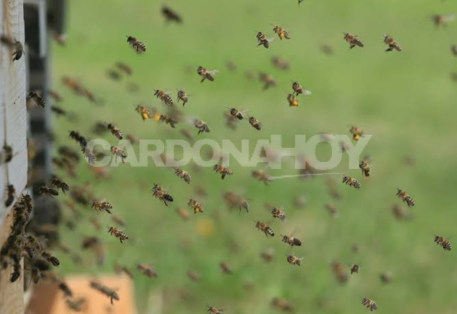 Un hombre murió en Soriano tras ser atacado por un enjambre de abejas