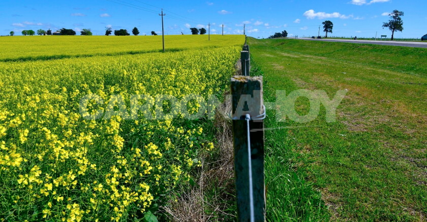 La primavera comenzó con frío en Soriano y Colonia y se espera una máxima de 17 grados