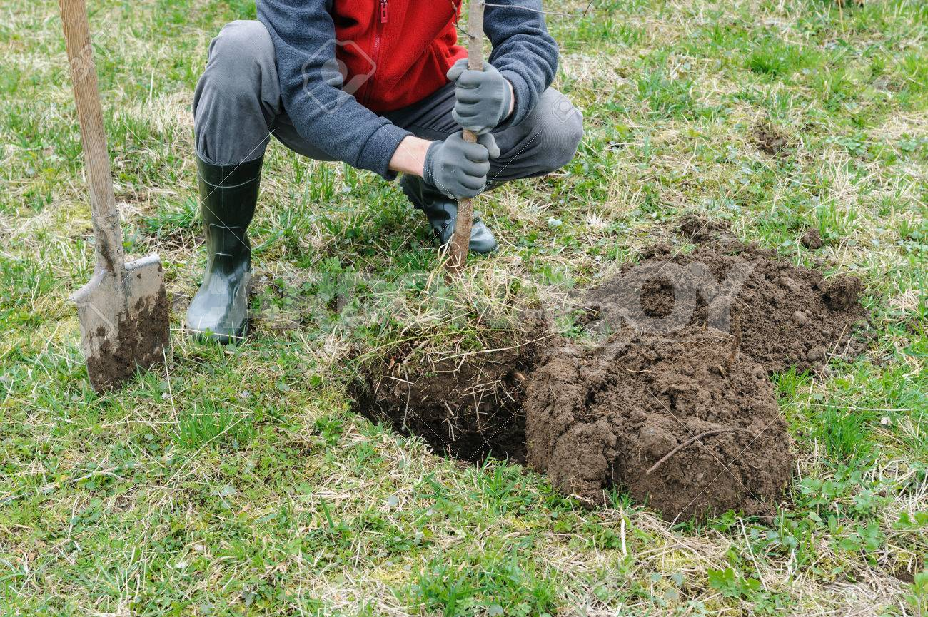 Cardona inició la plantación de árboles en barrio MEVIR