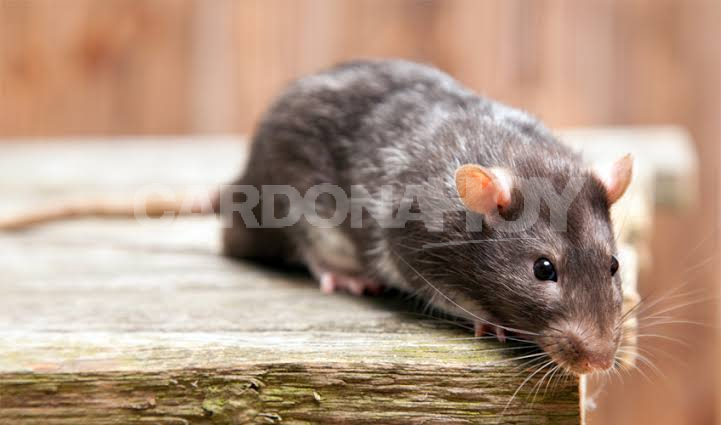 Confirman muerte por hantavirus en Colonia y suman dos fallecidos en el año